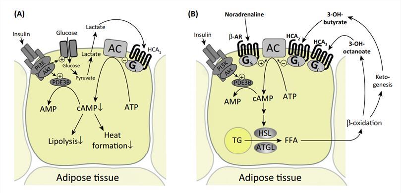 Regulation of Adipocyte Function through HCA Receptors.
